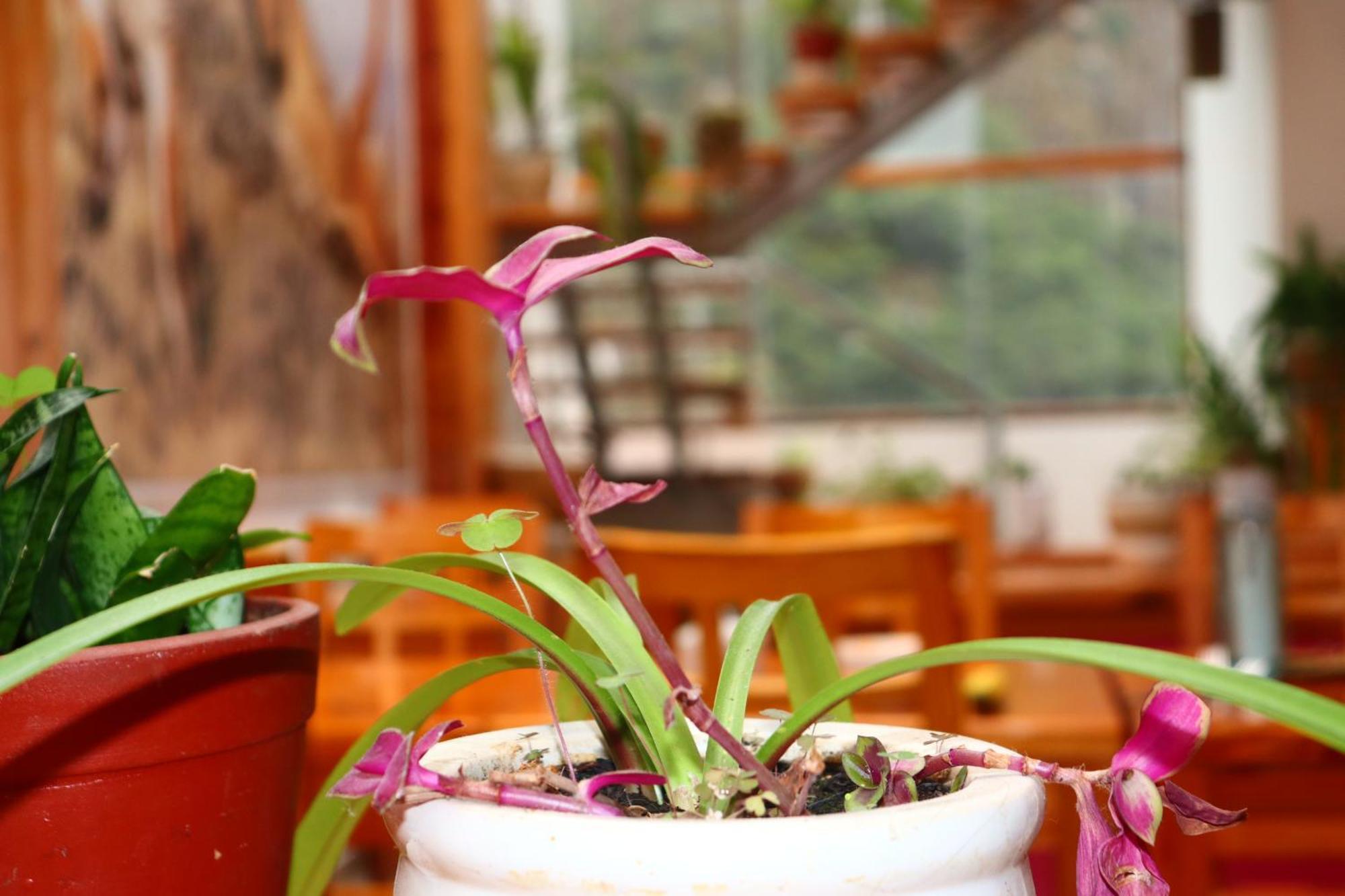 Fenix Hotel Machupicchu Εξωτερικό φωτογραφία